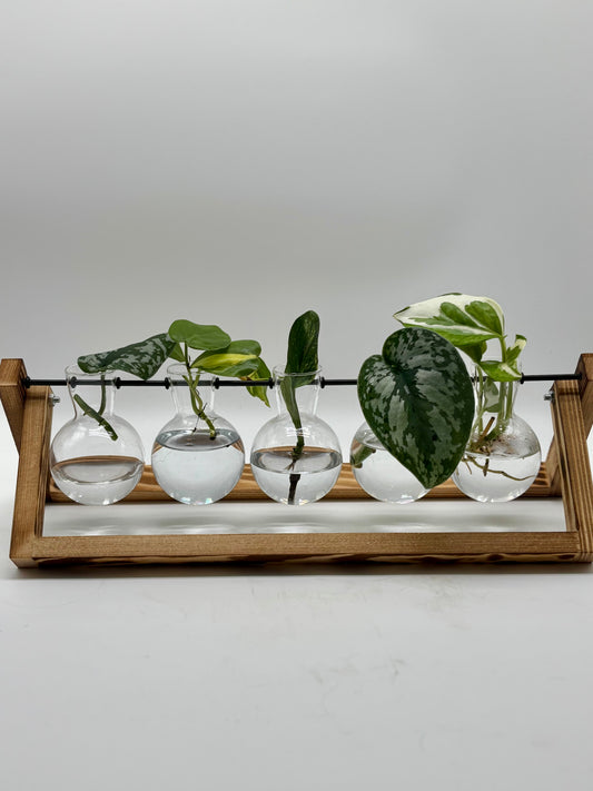 Terrarium with 3 different varieties
