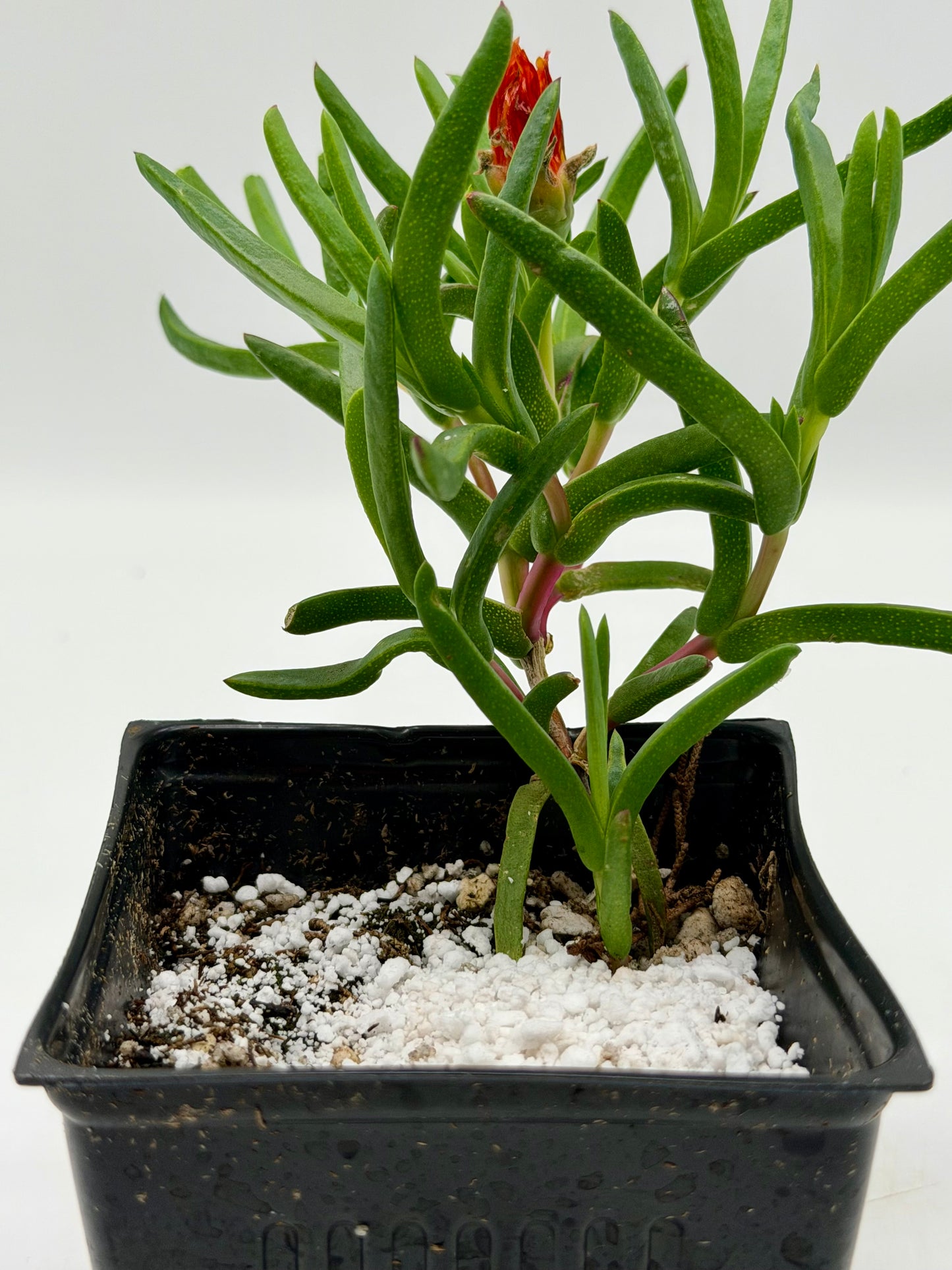 Orange Akulikuli in 4"