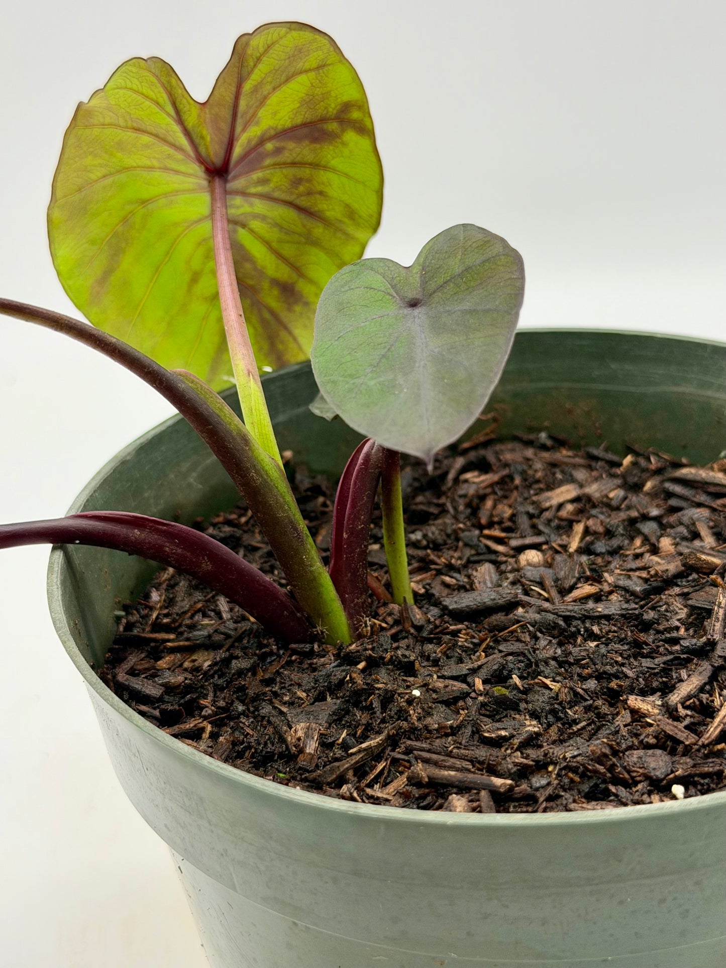 Rare Black Kalo/Taro in 6"
