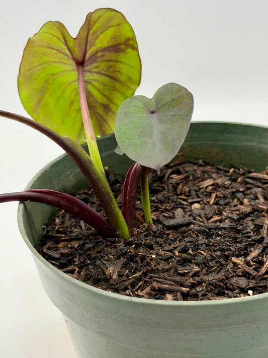 Rare Black Kalo/Taro in 6"