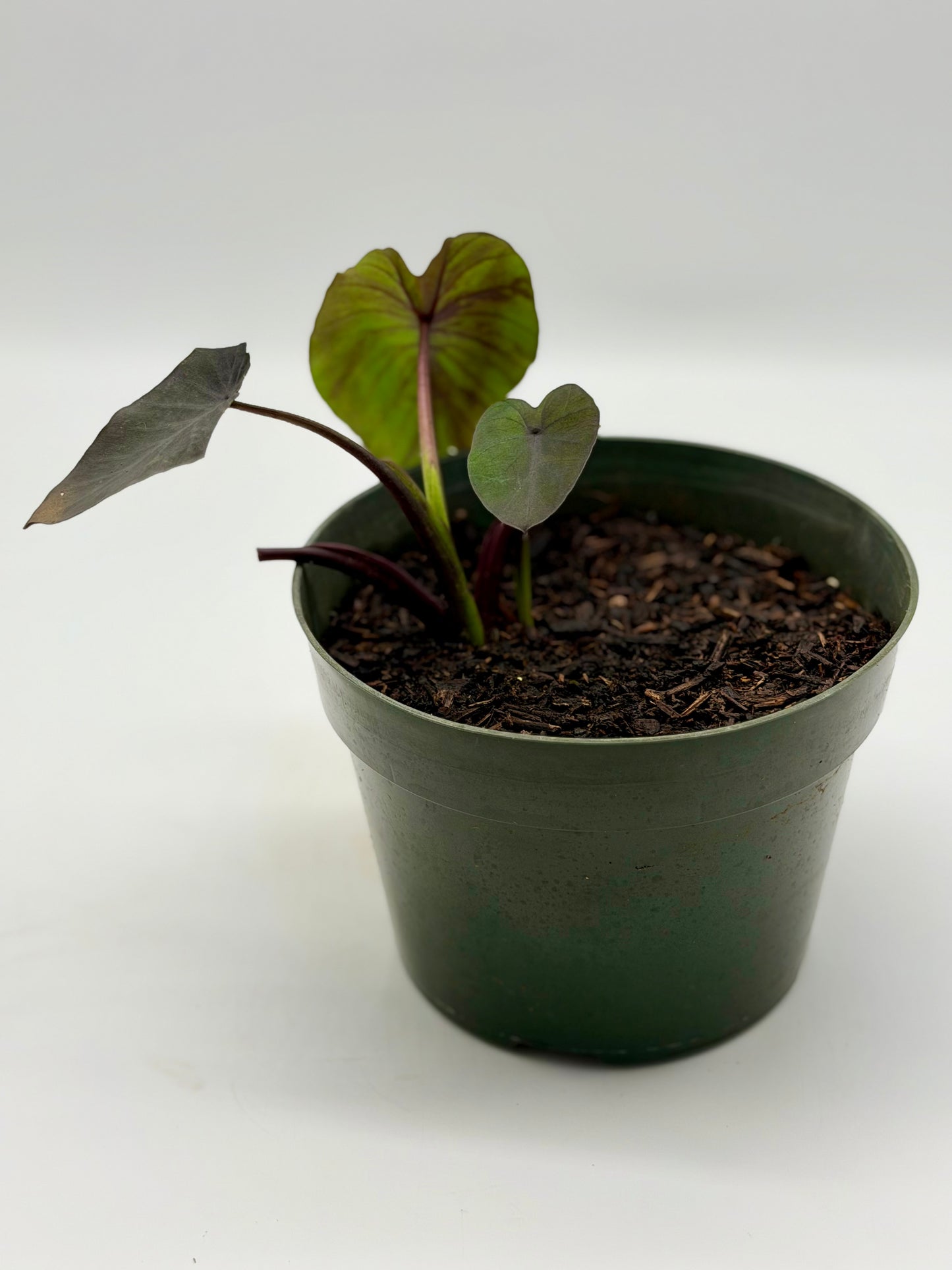 Rare Black Kalo/Taro in 6"