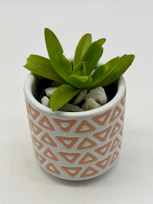Red Pagoda in 2"