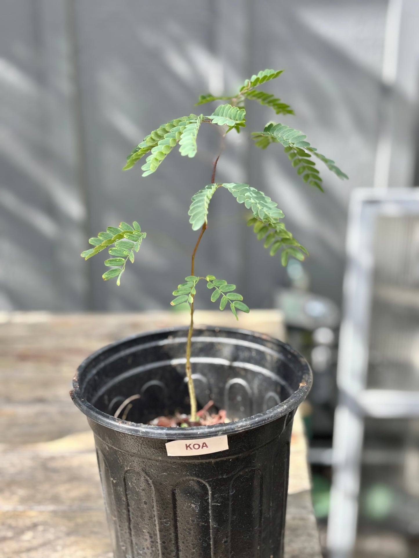 Koa Tree donated by Kanu Charter Schools