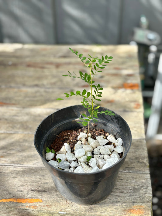 Koa Tree donated by Kanu Charter Schools