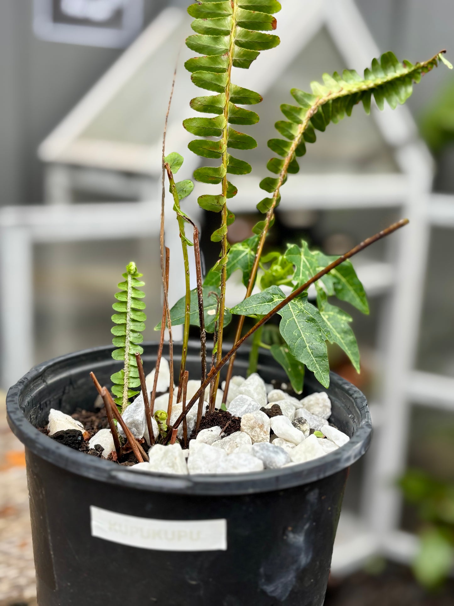 Kupukupu fern and Kukui Nut Tree starters
