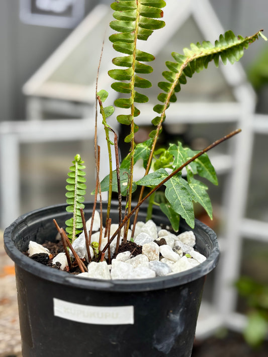 Kupukupu fern and Kukui Nut Tree starters