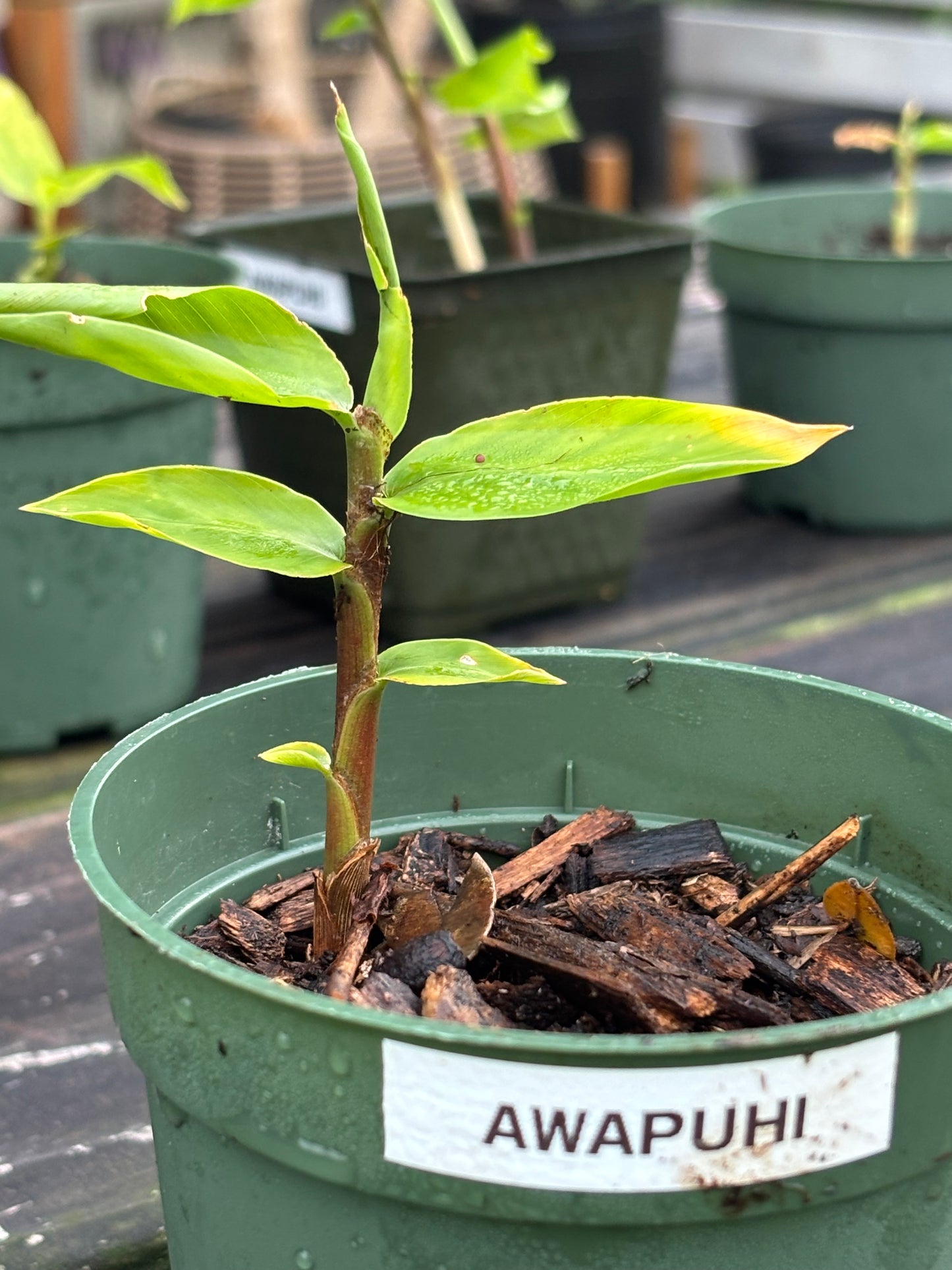 'Awapuhi starters donated from Paul Mitchell farms in Pa'auilo