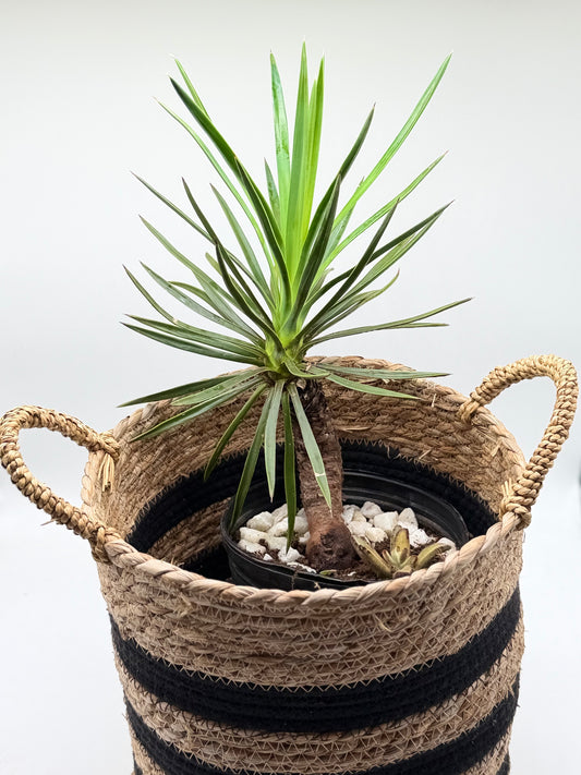 Aloe Yucca in 10"