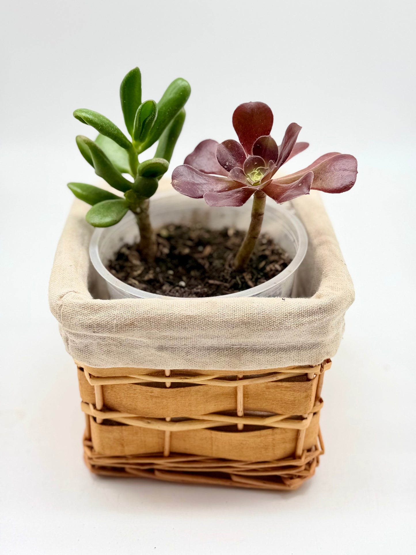 Red Tree Houseleek and Colorado Stonecrop in Basket