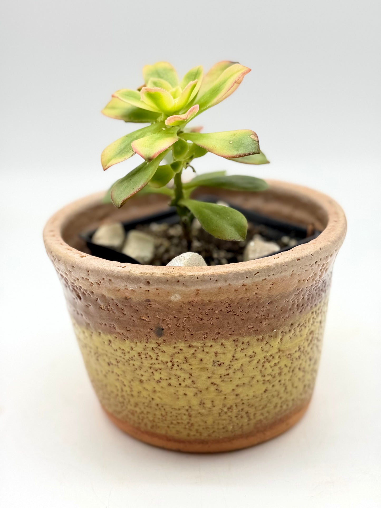Haworth's Aeonium in Terracotta Pot