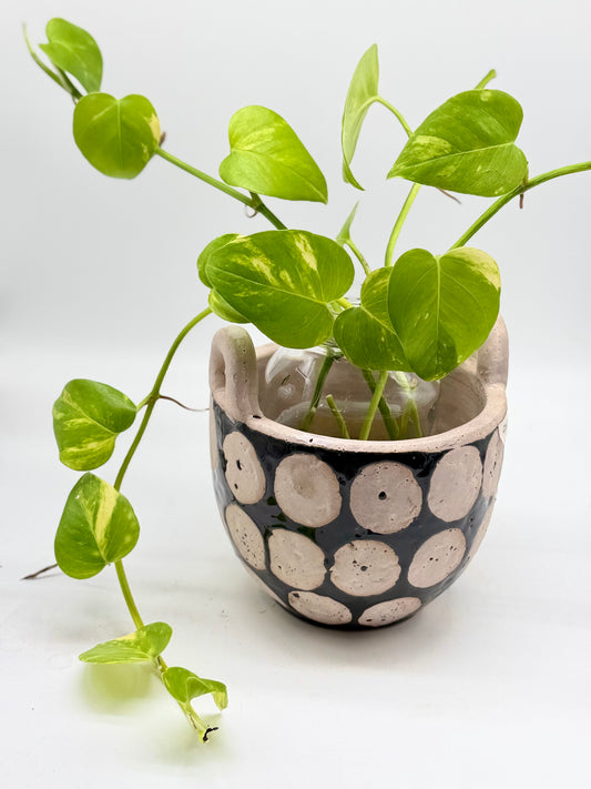 Golden Pathos in Clay Pot as a Terrarium