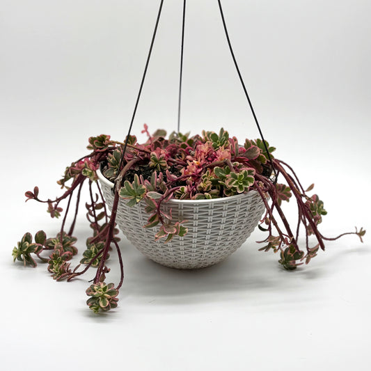 Caucasian Stonecrop in Hanging Basket