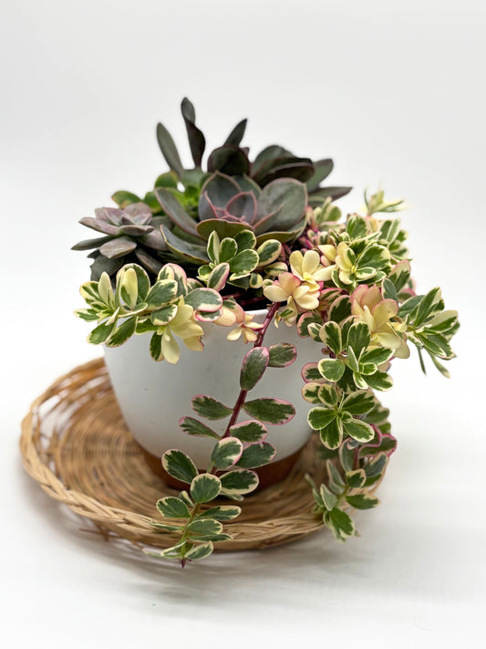 Mixed Succulent Arrangement in White Drainage Pot