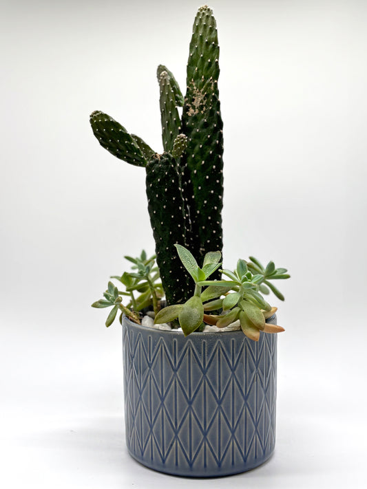 Veltvet Opuntia Succulent Arrangement in Ottilia Pot