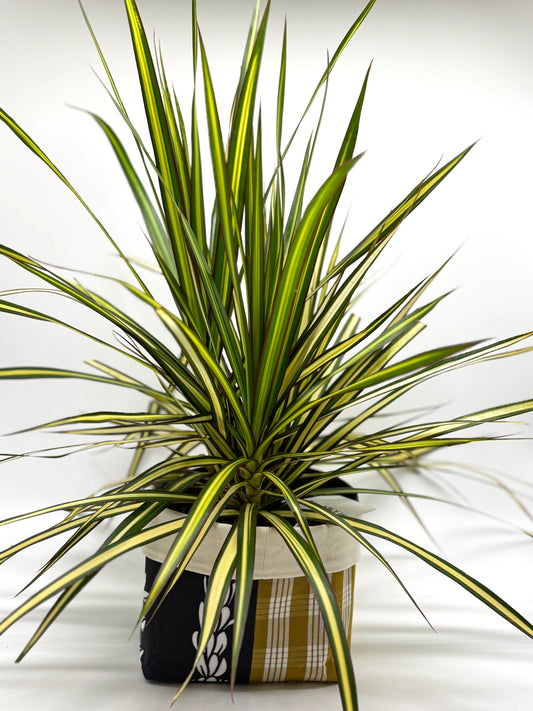 Lemon Grass in Hana 'Ia Planter