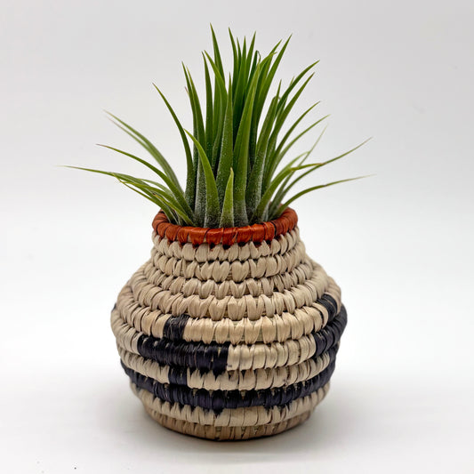 Tillandsia Air Plant in Small Woven Basket