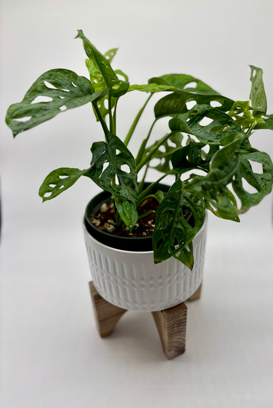 Meet this resilient Swiss 🧀 Cheese Plant 🪴! Thriving even in partial indoor shade, she’s the perfect low-maintenance addition to any home. Ready for her new home today!