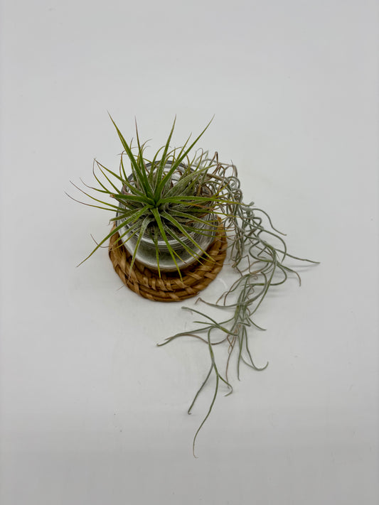 Sky Plant in Glass Jar with Pele's Hair and Woven Coaster