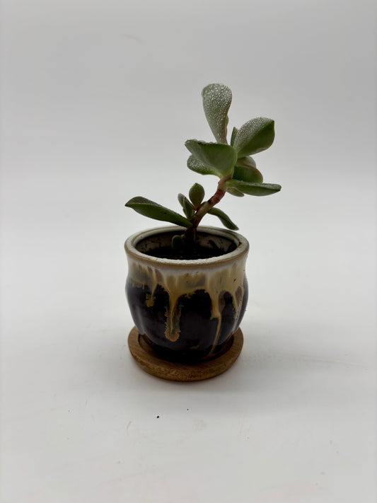 Jade Plant in Tiny Glazed Ceramic Pot with a Wooden Coaster perfect Gift