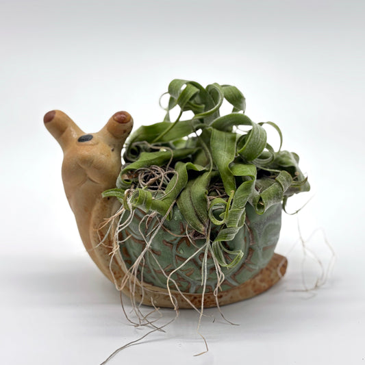 Curly Airplant in Snail Drainage Pot