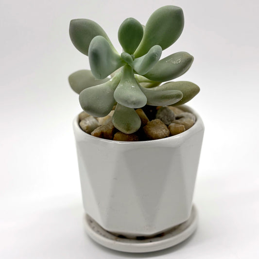 Pachyveria Succulent in Faceted White Planter
